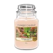 【YANKEE CANDLE】香氛蠟燭 623g(多款任選/平行輸入/仲夏之夜/夜半茉莉/清爽棉/粉紅沙/櫻花香氛)