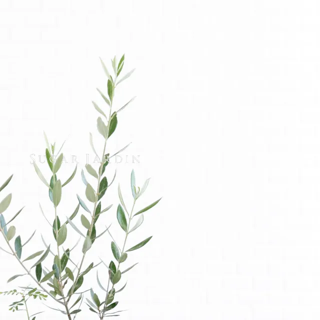 【微糖花植間】歐洲銀葉油橄欖-盆栽(白盆植物組)