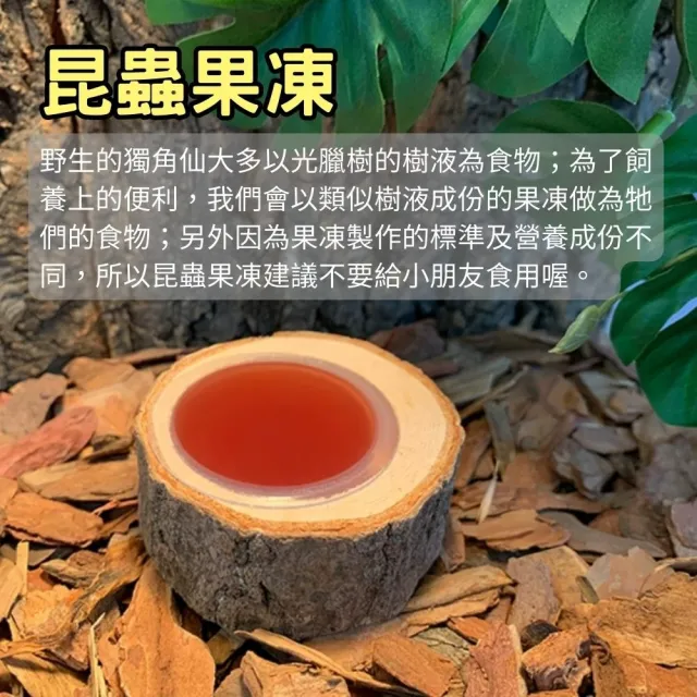 【Petvibe寵趣生活】甲蟲獨角仙果凍台50入果凍套組(甲蟲果凍/昆蟲果凍/寵物果凍/甲蟲/獨角仙)