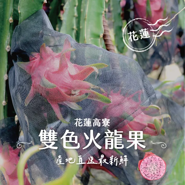 【禾鴻】花蓮高寮雙色火龍果10斤x2箱(12粒裝/盒)