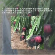 【每日宅鮮】高雄六龜紅肉火龍果(10粒-15粒入/6kg±5%x1箱)