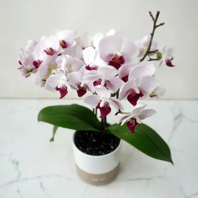【CNFlower 西恩】日和 蘭花植物(送禮/植栽/祝賀/居家擺飾/裝飾)