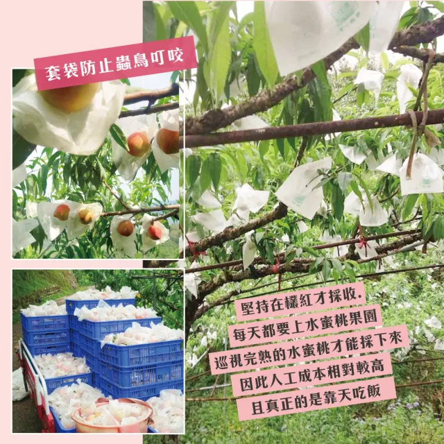【初品果】超大顆拉拉山水蜜桃禮盒6顆x1盒(水蜜桃1200g_五月桃_媽媽桃_產地直送_季節限定_禮盒)