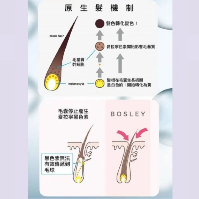 【Bosley】黑髮青春還原修護洗髮精2入+精華液60ml 三入組(黑髮養護升級版)