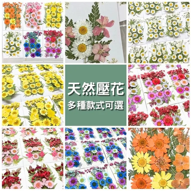 【A-ONE 匯旺】乾燥壓花 押花材料 永生花 植物花卉 手賬手工裝飾 DIY花朵 壓花材料包