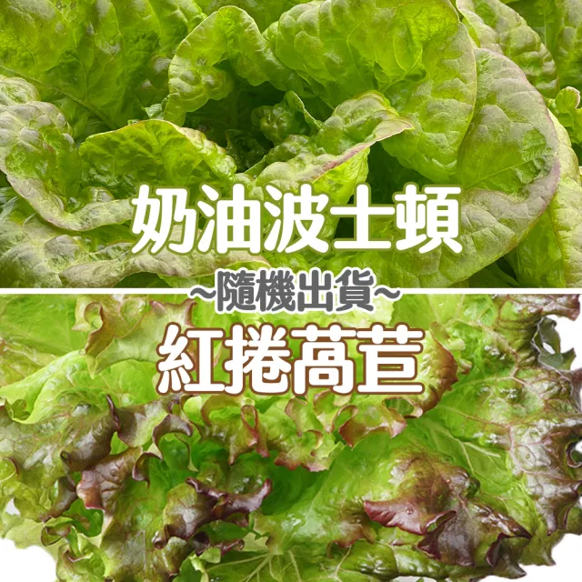 【合家歡 水耕蔬菜】綜合生菜100g x 4盒裝(宅配 水耕 萵苣 生菜)