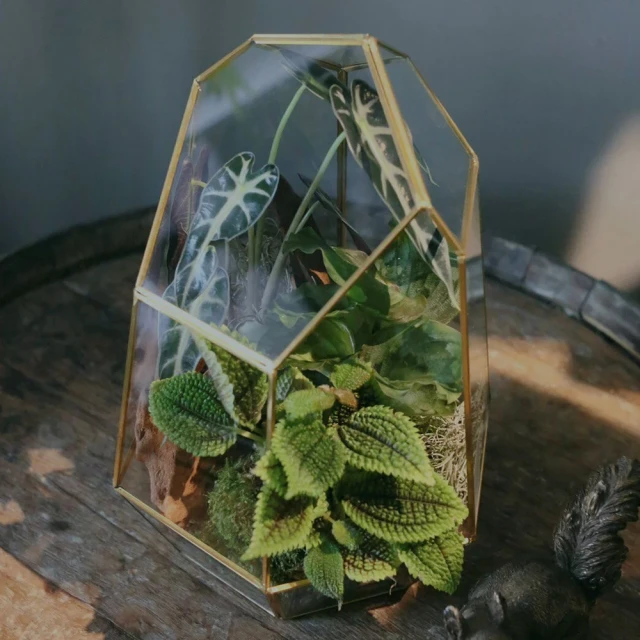 花意空間 幾何玻璃金框植栽(植栽 淨化空氣 開幕送禮)