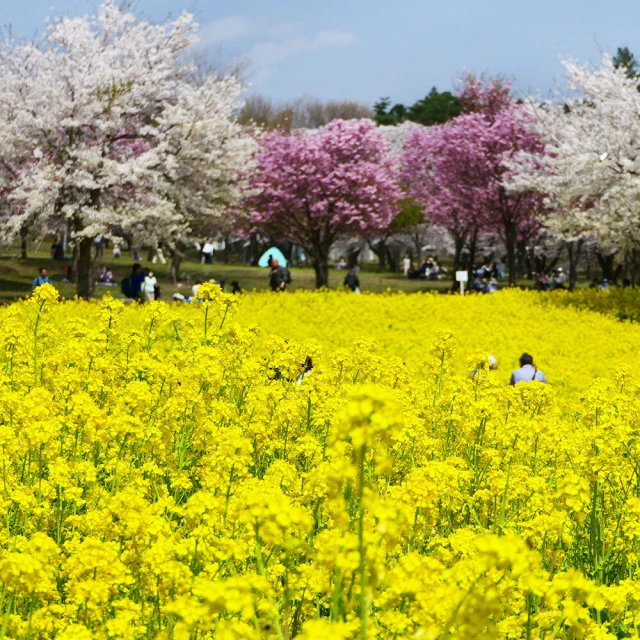 喜鴻假期 【高雄出發．樂櫻紛飛關東５日】權現堂油菜花、赤城南面櫻花祭、迪士尼、輕井澤、溫泉