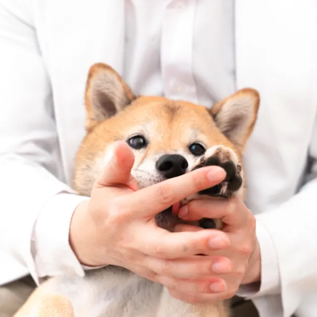 【PROUDPET 嬌寵醫生】毛孩肉球保養霜 30g(寵物肉球保養/貓狗趾間不適/犬貓肉球保濕)