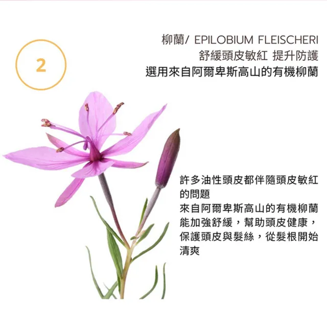 【Moonlight】進化版茶樹控油淨化洗髮精 400mL x3(告別油膩 去味淨化)