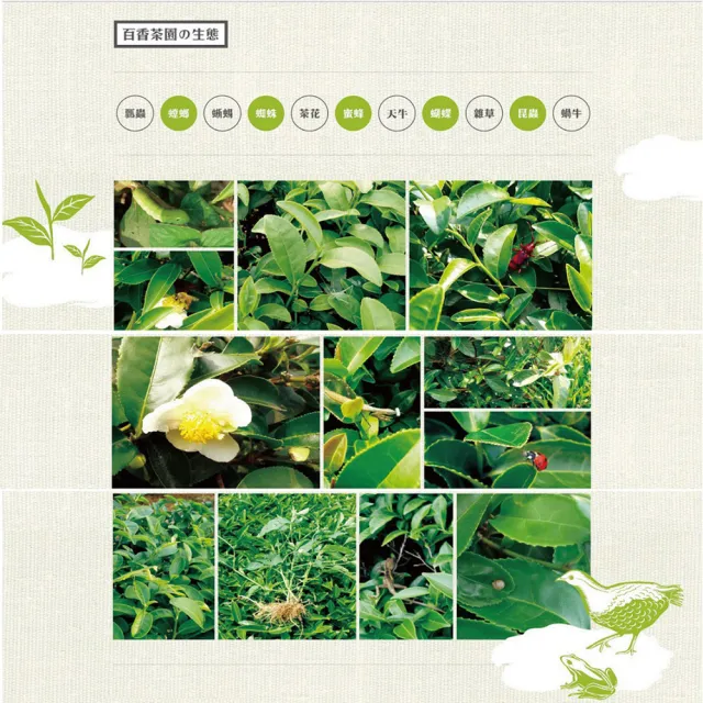 【百香】綠茶三角立體茶包3gx16入 1罐 自然農法 茶包(100%台灣茶 百香茶葉 綠茶 茶包 年節送禮)