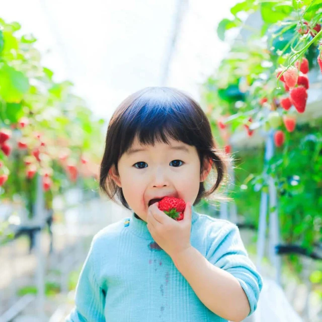 喜鴻假期 【寒春暖心泡湯關西５日】鮮採草莓吃到飽、日本環球影城、宇治奈良、水上巴士、龍蝦和牛