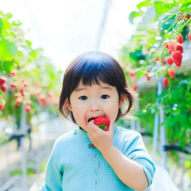 【喜鴻假期】【寒春暖心泡湯關西５日】鮮採草莓吃到飽、日本環球影城、宇治奈良、水上巴士、龍蝦和牛