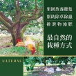 【e果園】台南麻豆特選-西施柚10台斤/箱x2箱(約5-6大顆/箱x2箱)