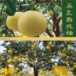 【e果園】台南麻豆特選-西施柚10台斤/箱x2箱(約5-6大顆/箱x2箱)