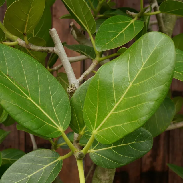 【CNFlower 西恩】富貴榕 落地植物(送禮/植物/植物/居家擺飾)