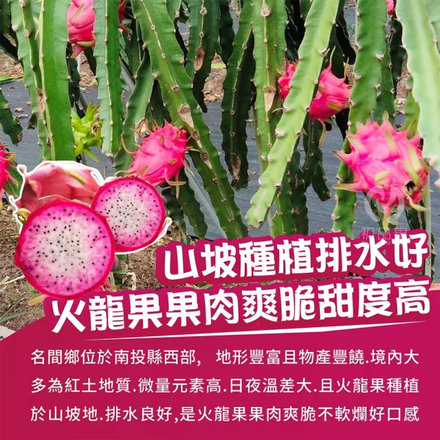 【初品果】南投夢幻雙色火龍果6斤5-7顆x1盒(雙色冰淇淋_季節限定_鮮採直送)