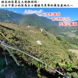 【愛蜜果】台灣梨山紅心奇異果X2盒(8-10顆/約600克/盒)