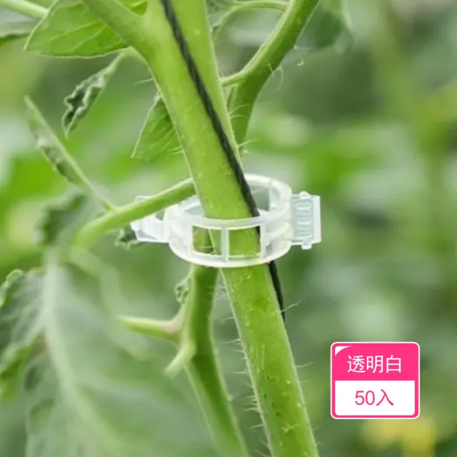 【晴安居】PP材質植物固定夾 環保型卡扣設計免搭架藤蔓綁夾(50入)