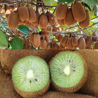 【愛蜜果】台灣梨山綠色奇異果X5盒(6顆/約600克/盒_禮盒)