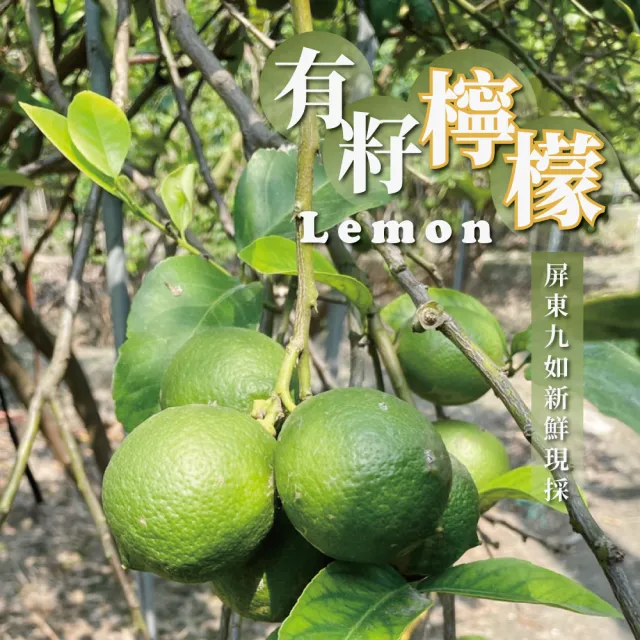 【屏東檸檬】有籽檸檬 10斤箱裝(產地直銷 現採新鮮出貨)