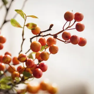 【JEN】仿真漿果發財果植物花材1支(2色可選)