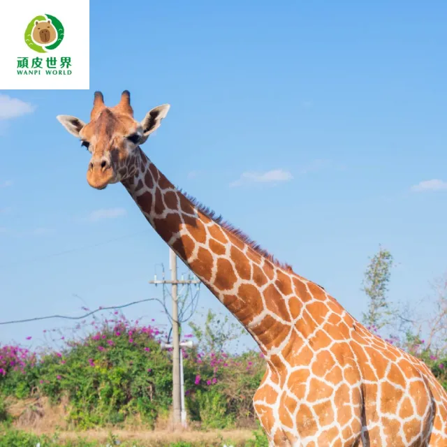 【台南頑皮世界】動物園單人全票券★12歲以上假日不加價(歐享券-玩樂生活休息)