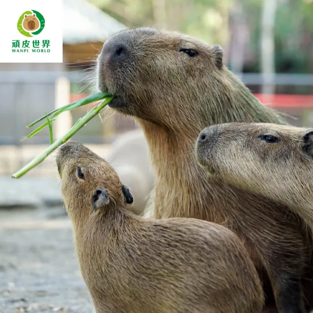 【台南頑皮世界】動物園單人學童票6歲-12歲★假日不加價(歐享券-玩樂生活休息)