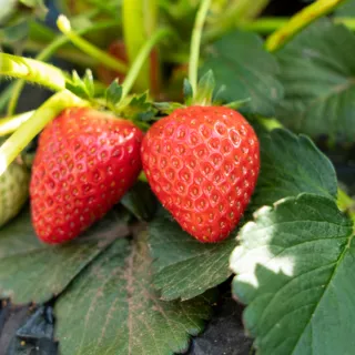 【光合果物】苗栗大湖香水草莓 中果4盒(20顆/盒 產地直送 冷藏配送)