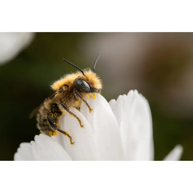 【LAOWA 】老蛙 90mm F2.8 CA-Dreamer Macro 2X (公司貨) 望遠定焦鏡頭 超微距鏡頭 手動對焦 全片幅鏡頭
