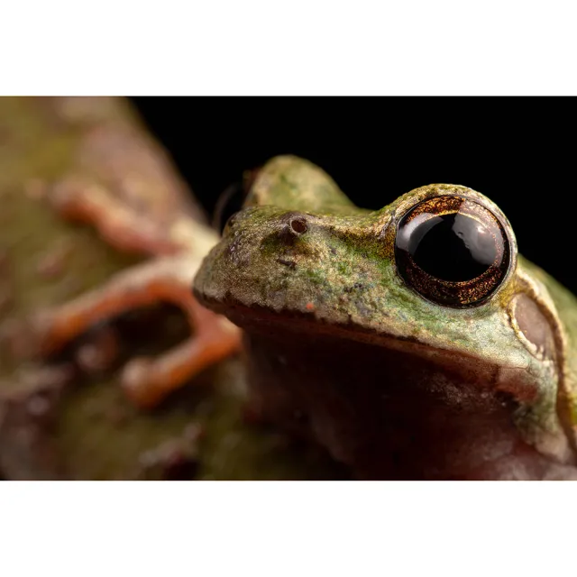 【LAOWA 】老蛙 90mm F2.8 CA-Dreamer Macro 2X (公司貨) 望遠定焦鏡頭 超微距鏡頭 手動對焦 全片幅鏡頭