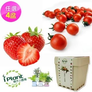 【iPlant】積木小農場_超值4入組(每盆內含種子培養土花器)