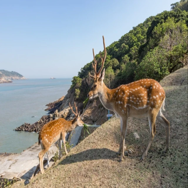 喜鴻假期 【藍眼淚在馬祖．南北竿、大坵島３日】藍眼淚生態館、八八坑道、𥩥里大宅、大坵島尋鹿