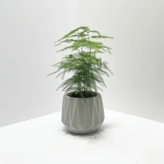 【原植】文竹(送禮 室內 植物 植栽)