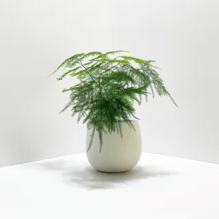 【原植】文竹(送禮 室內 植物 植栽)
