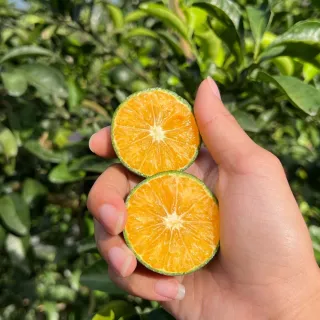 【探果籽】買一送一南投中寮清香型綠皮砂糖橘5斤×2箱-共10斤(超級稀有＿送禮首選＿季節限定_秒殺款)