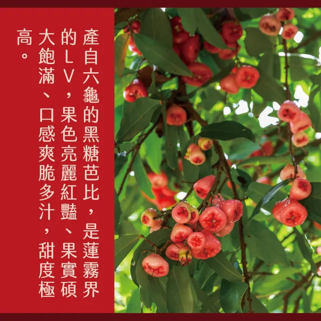 【e果園】高雄六龜LV級黑糖芭比蓮霧禮盒-中果5台斤/盒(中果約21顆-24顆/盒/產地新鮮直送)