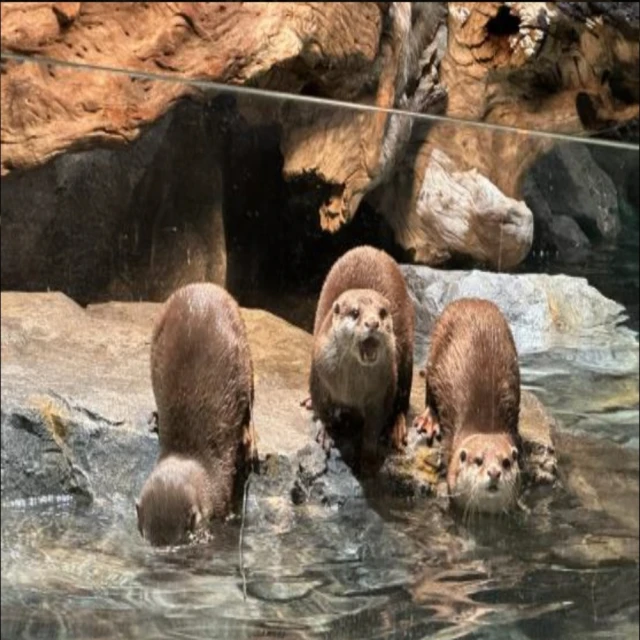 3-6月限定↘ 易起瘋首爾六日~愛寶、塗鴉秀、拉麵DIY體驗