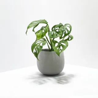 【原植】穿孔龜背芋(送禮 室內 植物 植栽)