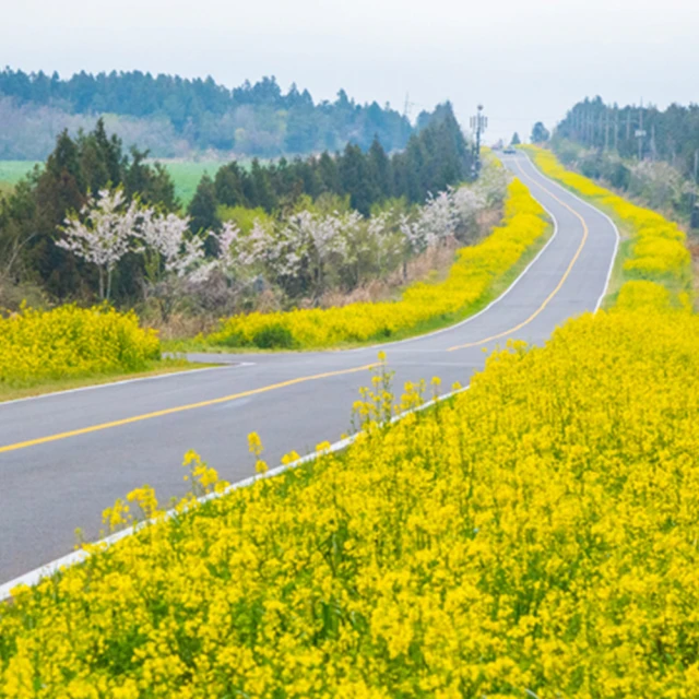 3/20-4/15出發賞櫻限定↘ 易起粉櫻濟州五日~櫻花隧道