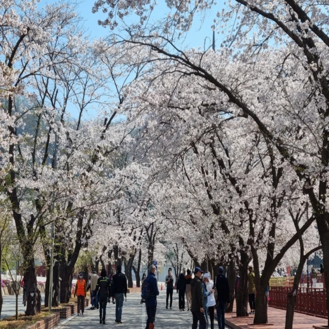 喜鴻假期 【高雄出發.首爾櫻花海5日】彩妝一站、江華島賞櫻、