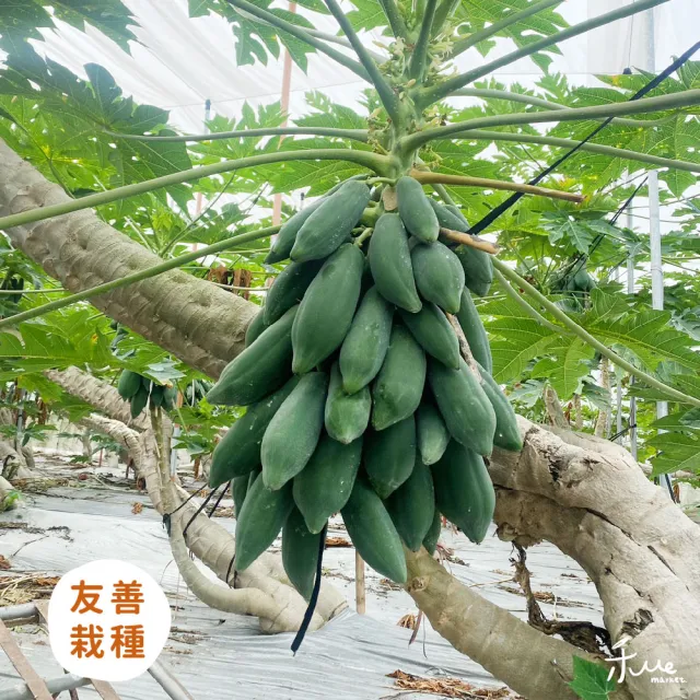 【美濃農場】巴掌木瓜10斤X1箱(精選小顆個人享用等級)
