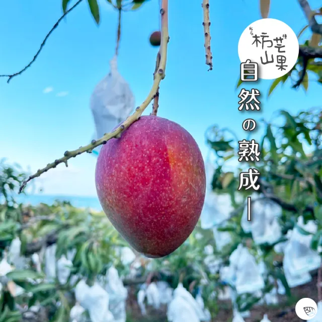【我在枋山種芒果】愛文芒果禮盒(中果8-10顆/5斤)