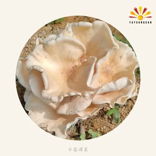 亞柏林 純野生雞肉絲菇 切片 70g/包 5包組(雞肉絲菇)