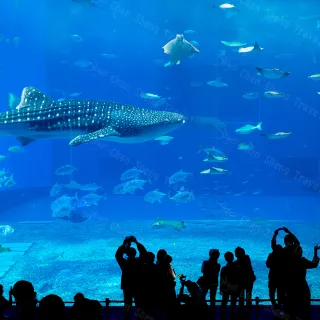 戀上沖繩-長瀨島海洋博公園星野咖啡輕旅行五日