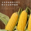 【神捕】超黏力環保黏鼠板-玉米香 大