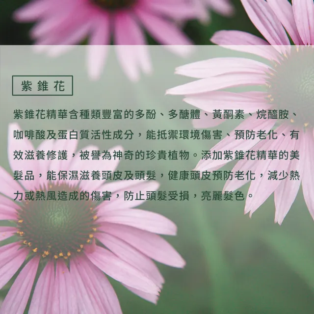 【Jollyard 潔麗雅】自然微風 紫錐花頭皮養髮液(150ml x二瓶)