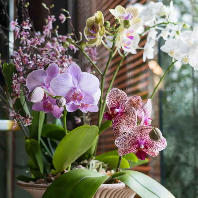 【HALLO HUTTE】Orchid Garden Gift Box 季節蘭園禮盆 Bergspotter Daisy(D30/含水盤)