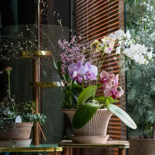 【HALLO HUTTE】Orchid Garden Gift Box 季節蘭園禮盆 Bergspotter Daisy(D25/含底盤)