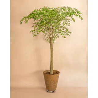 【HALLO HUTTE】VERDURE 翠綠繁茂之心